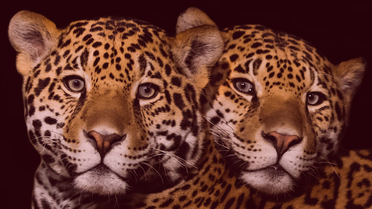 Onça-Pintada